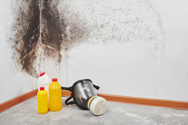 Best Best Mold Removal Companies  in Kean University, NJ