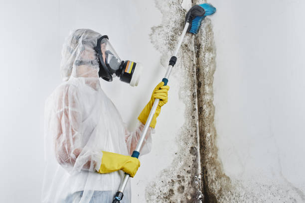 Best Mold Damage Repair  in Kean University, NJ