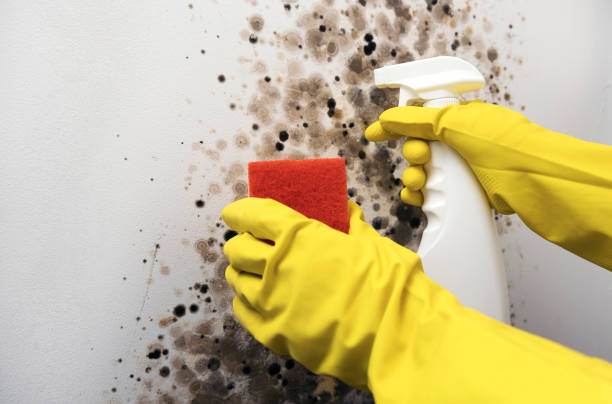 Mold Removal and Inspection in Kean University, NJ