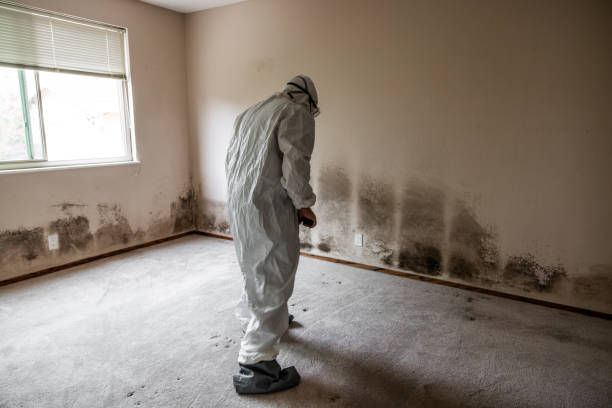 Best Best Mold Removal Companies  in Kean University, NJ